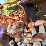Pod Modrzewiem - Babia Gora * Zubrzyca Gorna