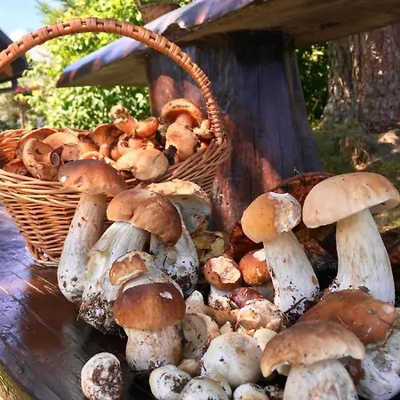 Pod Modrzewiem - Babia Gora * Zubrzyca Gorna