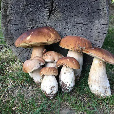 Pod Modrzewiem - Babia Góra Zubrzyca Gorna