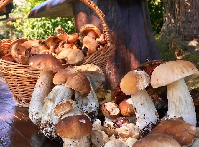 Pod Modrzewiem - Babia Gora * Zubrzyca Gorna