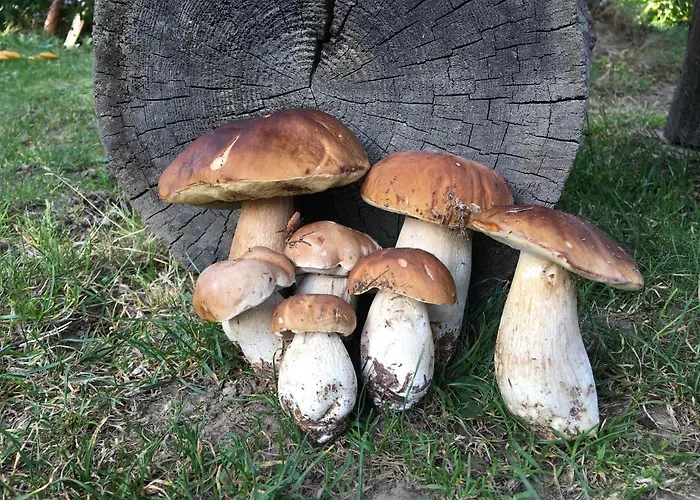 Pod Modrzewiem - Babia Gora Zubrzyca Gorna